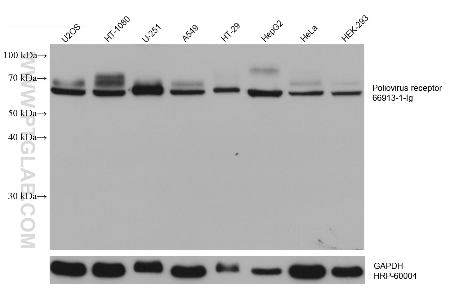 Western Blot (WB) analysis of various lysates using CD155/PVR Monoclonal antibody (66913-1-Ig)