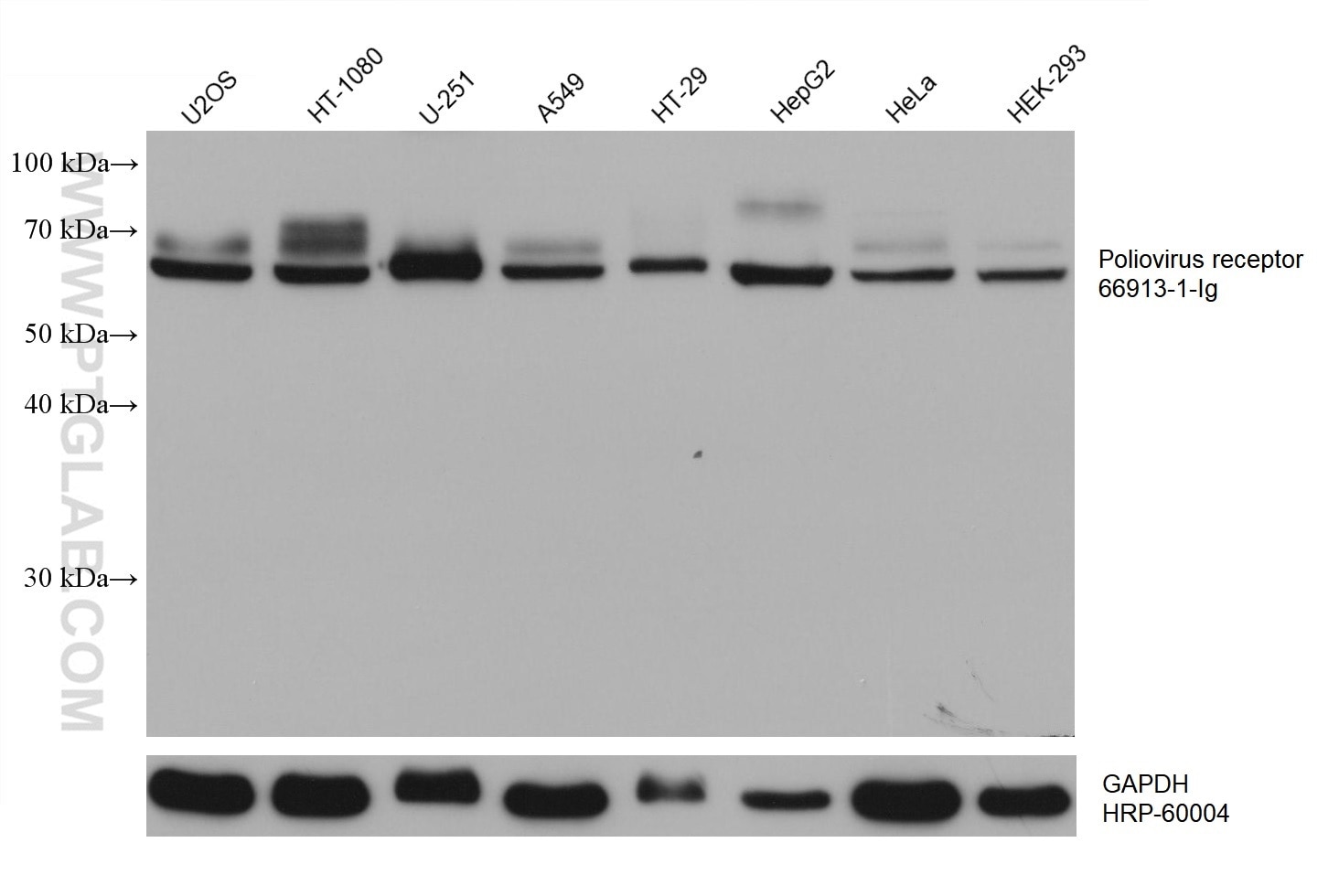 WB analysis using 66913-1-Ig