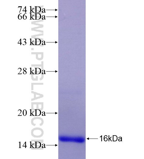 PVR fusion protein Ag28303 SDS-PAGE