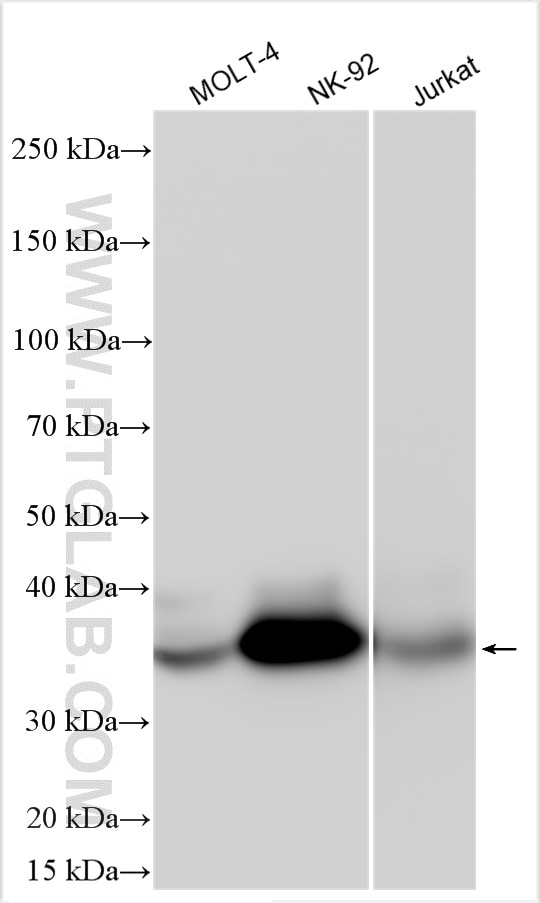 Western Blot (WB) analysis of various lysates using PVRIG Polyclonal antibody (21448-1-AP)