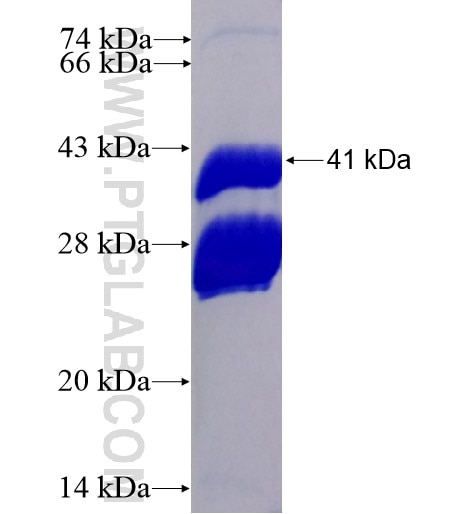 PVRIG fusion protein Ag13738 SDS-PAGE