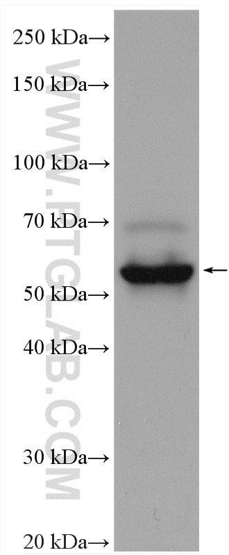 Western Blot (WB) analysis of SKOV-3 cells using Nectin-1/PVRL1 Polyclonal antibody (24713-1-AP)