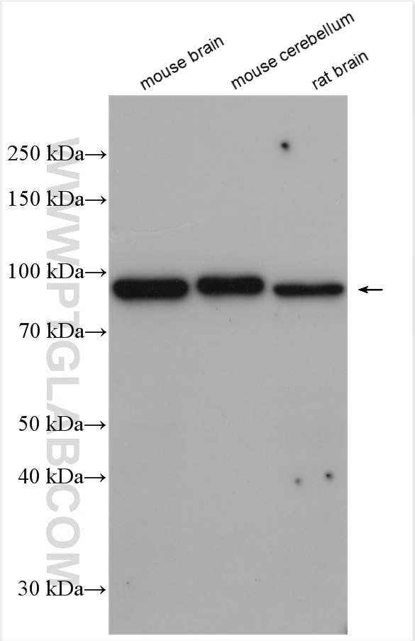 Western Blot (WB) analysis of various lysates using Nectin-1/PVRL1 Polyclonal antibody (24713-1-AP)