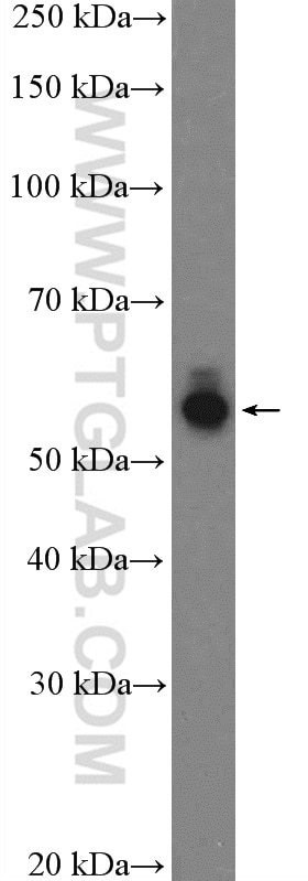 Western Blot (WB) analysis of SH-SY5Y cells using Nectin-1/PVRL1 Polyclonal antibody (24713-1-AP)