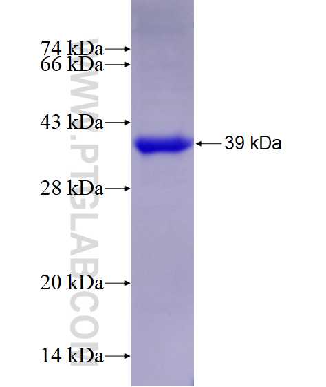 PVRL1 fusion protein Ag28773 SDS-PAGE