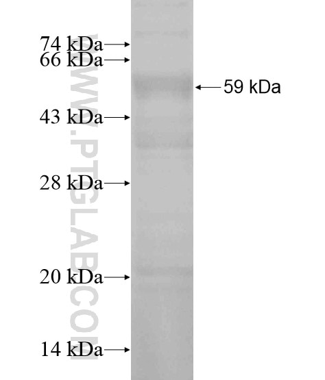 PVRL1 fusion protein Ag20074 SDS-PAGE