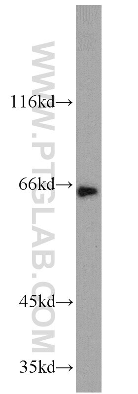 Western Blot (WB) analysis of 3T3-L1 cells using Nectin 2 Polyclonal antibody (10100-2-AP)