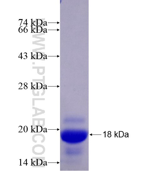 PVRL3, Nectin 3 fusion protein Ag28680 SDS-PAGE