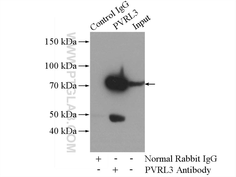 Immunoprecipitation (IP) experiment of mouse testis tissue using Nectin-3/PVRL3 Polyclonal antibody (11213-1-AP)