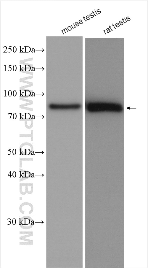 Western Blot (WB) analysis of various lysates using Nectin-3/PVRL3 Polyclonal antibody (11213-1-AP)