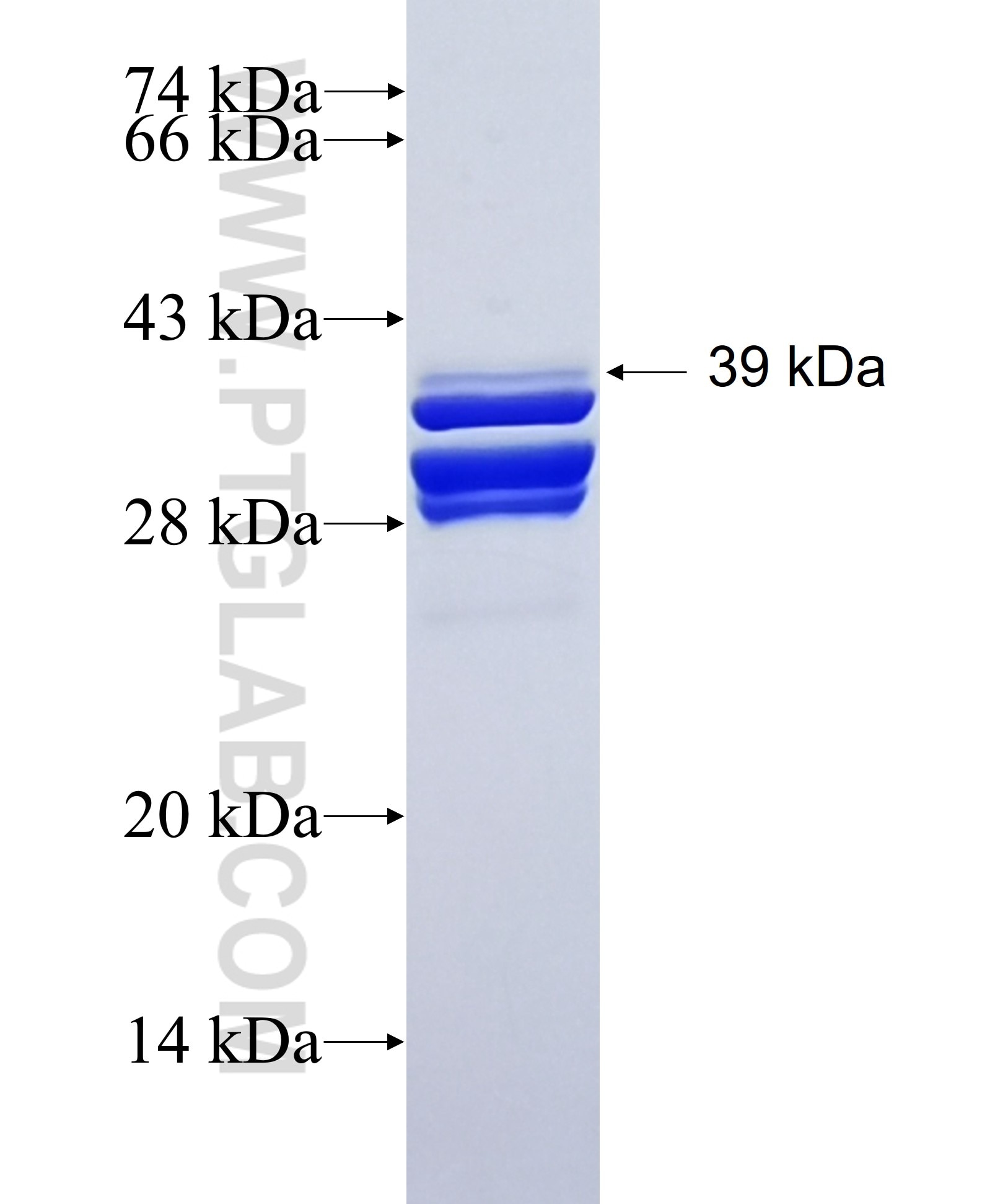 PVRL3, Nectin 3 fusion protein Ag1712 SDS-PAGE