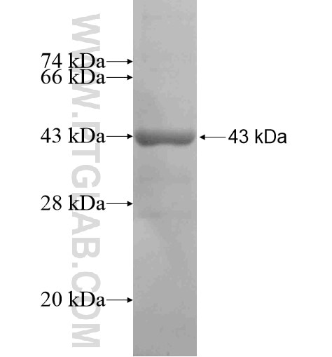 nectin 4 fusion protein Ag14414 SDS-PAGE