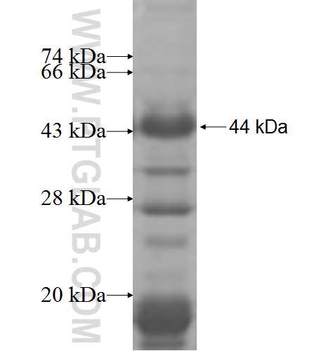 PWP1 fusion protein Ag6868 SDS-PAGE