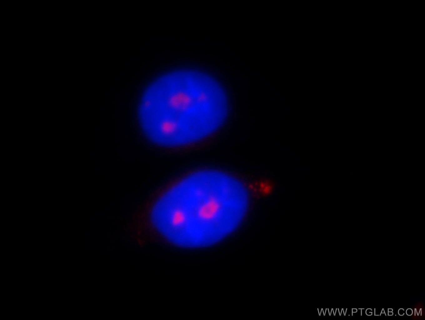 Immunofluorescence (IF) / fluorescent staining of HepG2 cells using PWP2 Polyclonal antibody (11390-1-AP)