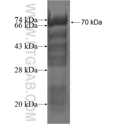 PWP2 fusion protein Ag1936 SDS-PAGE