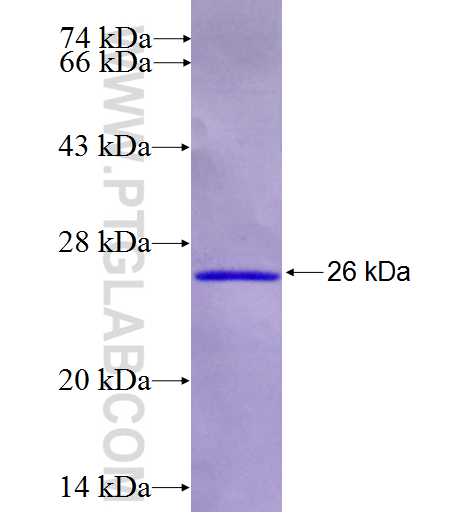 PWWP2A fusion protein Ag26962 SDS-PAGE