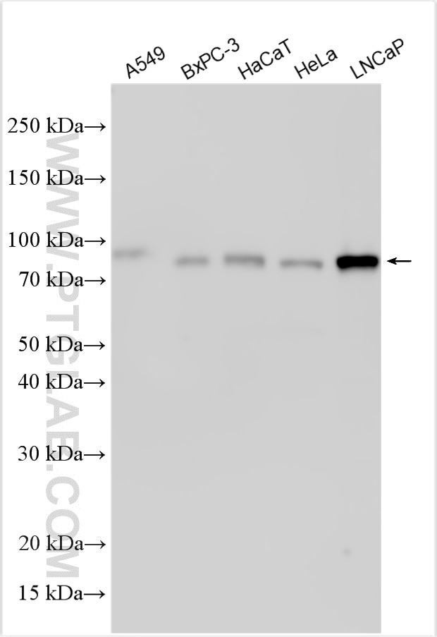 Western Blot (WB) analysis of various lysates using PWWP2B Polyclonal antibody (32112-1-AP)