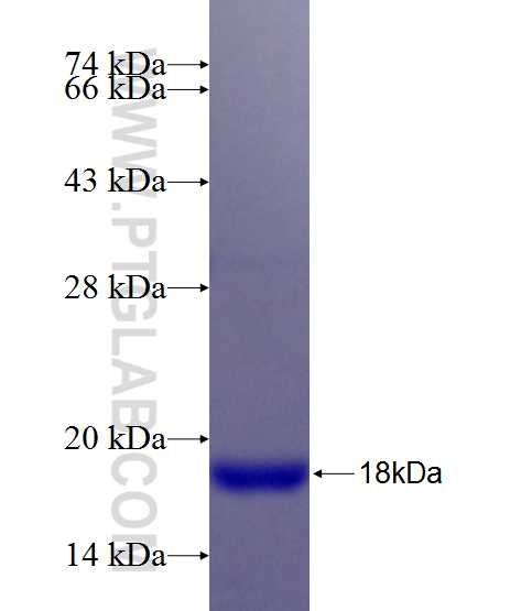 PXDN fusion protein Ag26347 SDS-PAGE