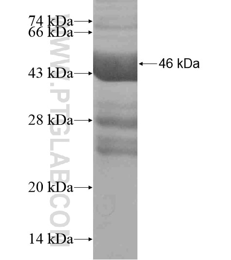 PXDN fusion protein Ag19155 SDS-PAGE