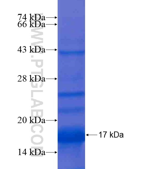 PXDNL fusion protein Ag19443 SDS-PAGE