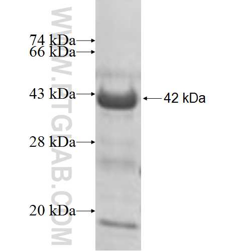 PXK fusion protein Ag9509 SDS-PAGE