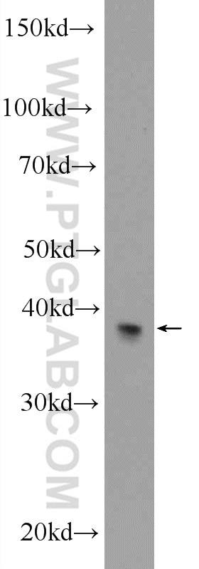 Western Blot (WB) analysis of mouse liver tissue using PXMP3 Polyclonal antibody (22163-1-AP)