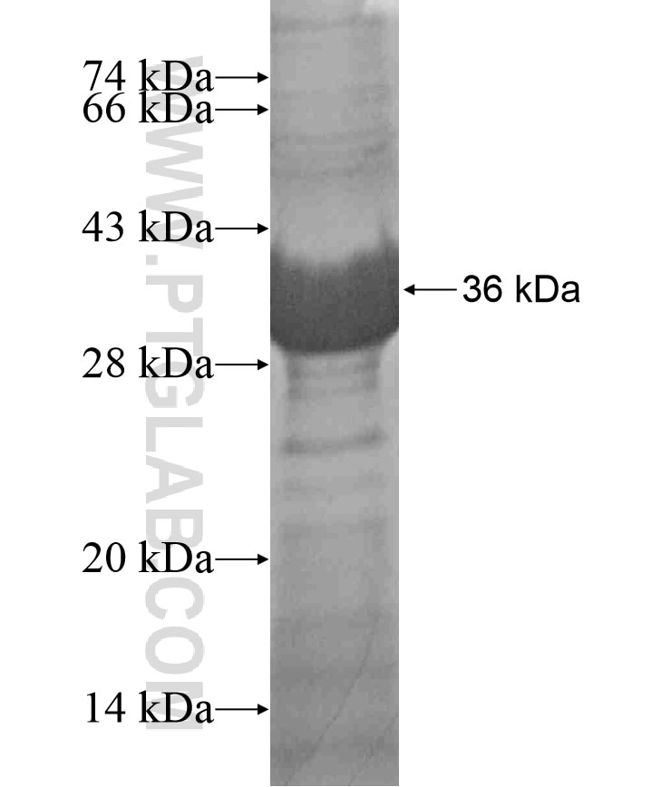 PXMP3 fusion protein Ag17898 SDS-PAGE