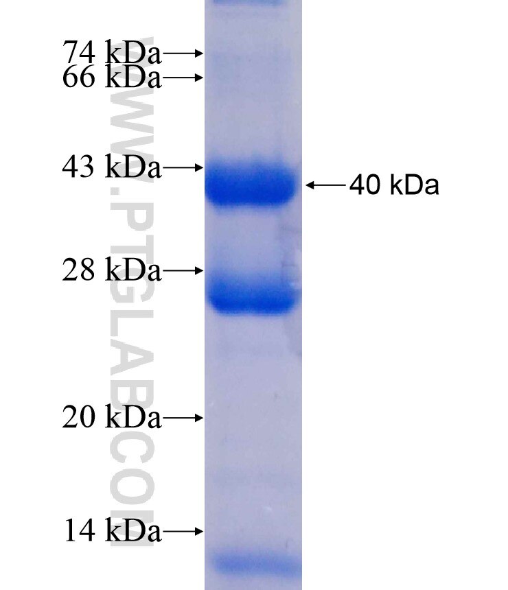 PXN fusion protein Ag17702 SDS-PAGE