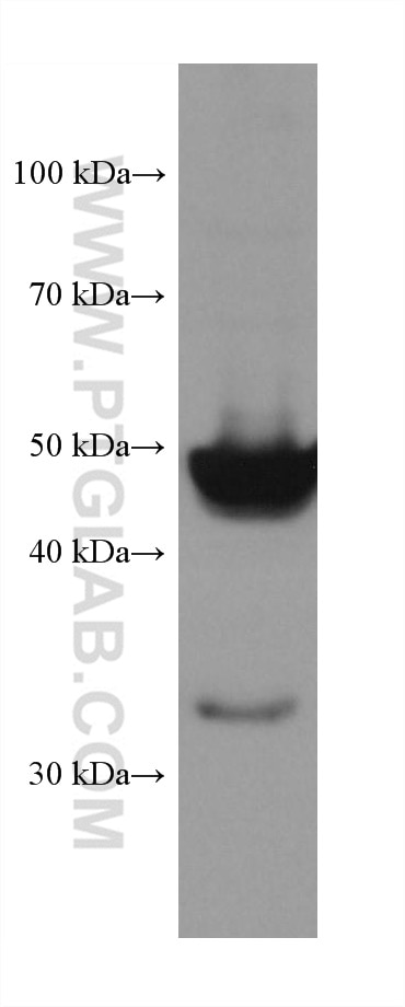 Western Blot (WB) analysis of MCF-7 cells using PXR Monoclonal antibody (67912-1-Ig)