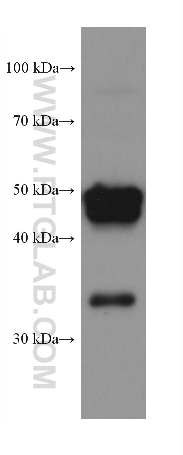 Western Blot (WB) analysis of COLO 320 cells using PXR Monoclonal antibody (67912-1-Ig)