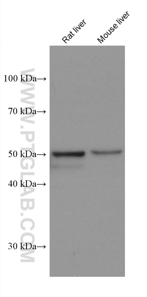 Western Blot (WB) analysis of various lysates using PXR Monoclonal antibody (67912-1-Ig)