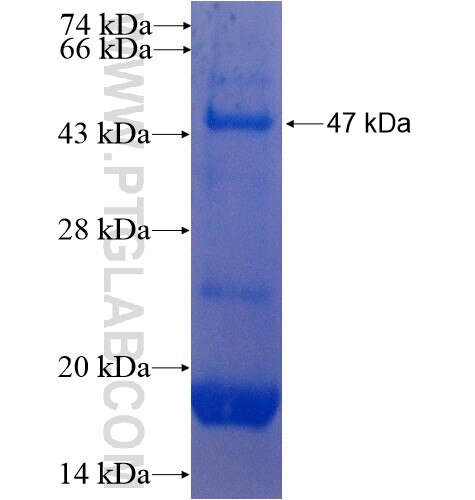 PXR fusion protein Ag7991 SDS-PAGE