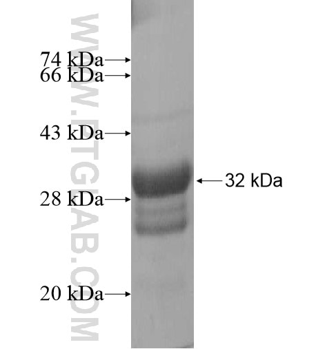 PXT1 fusion protein Ag15546 SDS-PAGE