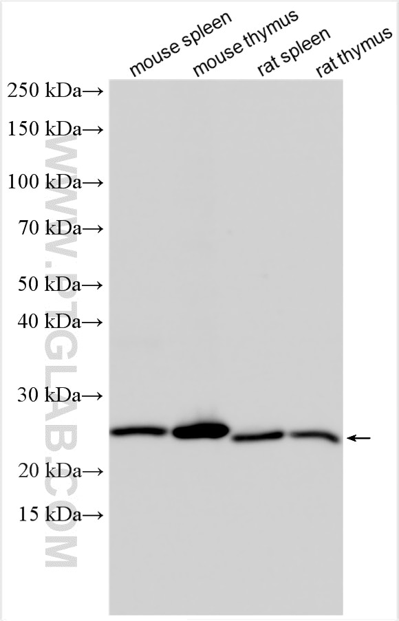 Western Blot (WB) analysis of various lysates using ASC/TMS1 Polyclonal antibody (30641-1-AP)
