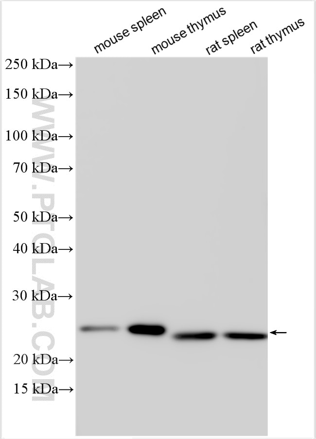 Western Blot (WB) analysis of various lysates using PYCARD Polyclonal antibody (30641-1-AP)