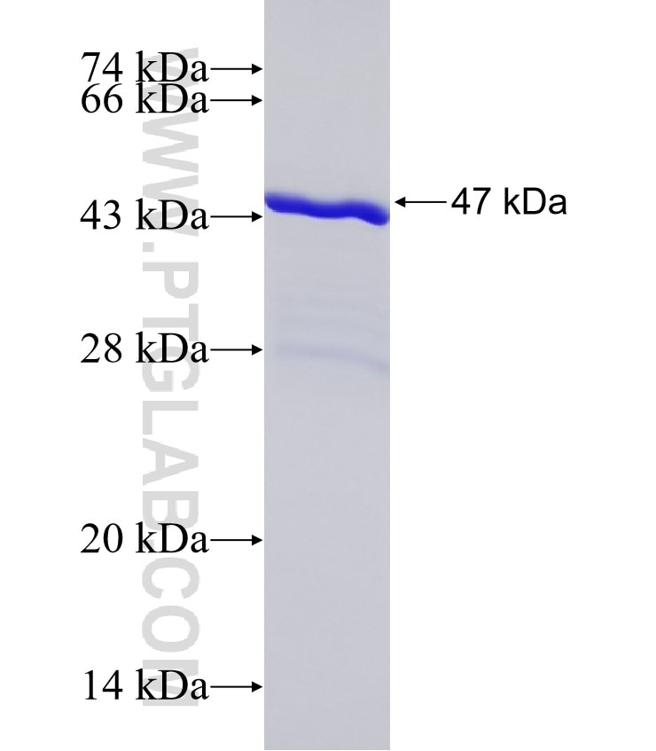 PYCARD fusion protein Ag32519 SDS-PAGE