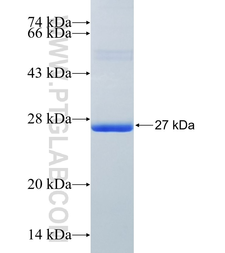 PYCARD fusion protein Ag32530 SDS-PAGE