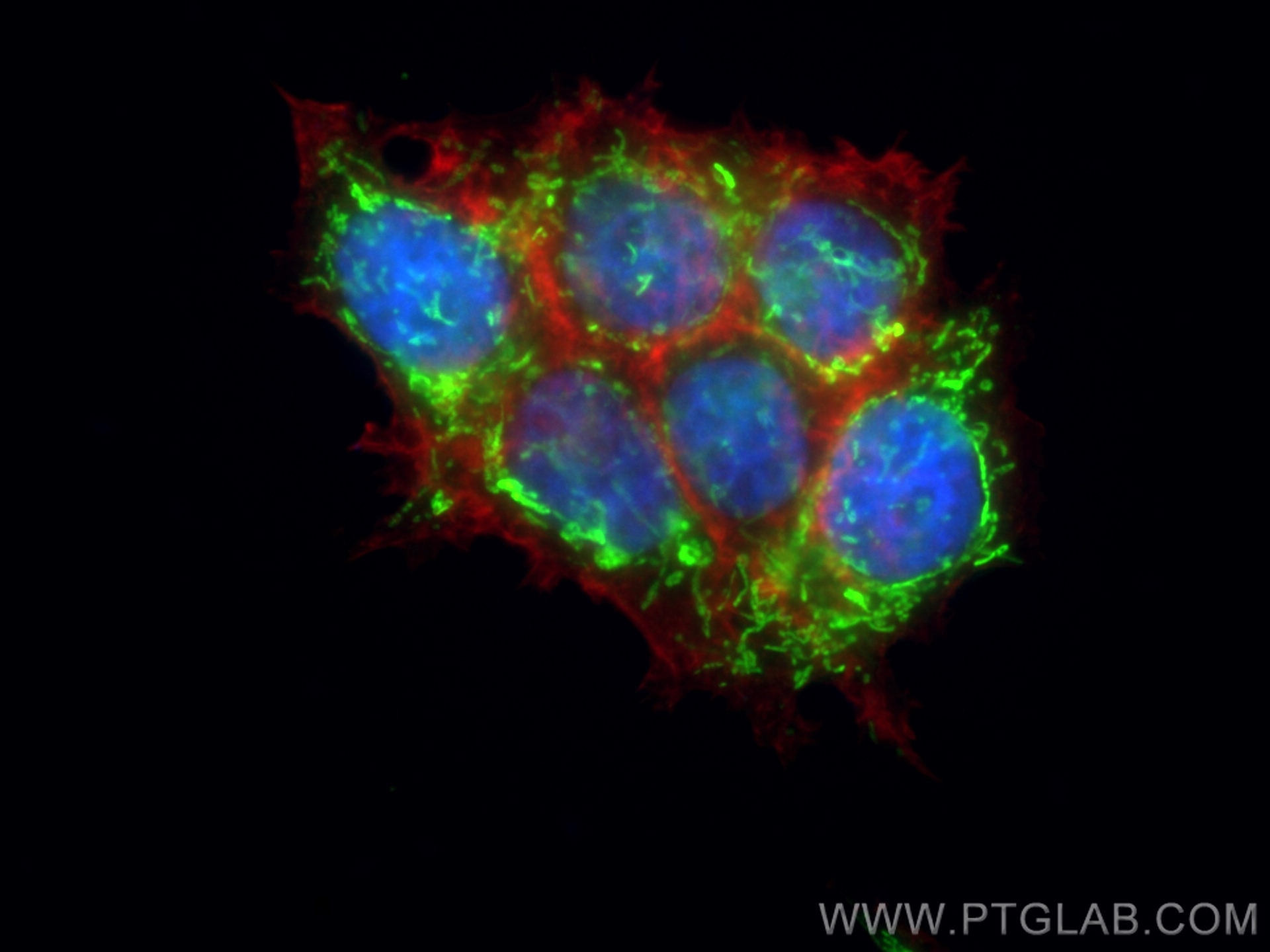 Immunofluorescence (IF) / fluorescent staining of MCF-7 cells using PYCR1 Polyclonal antibody (13108-1-AP)