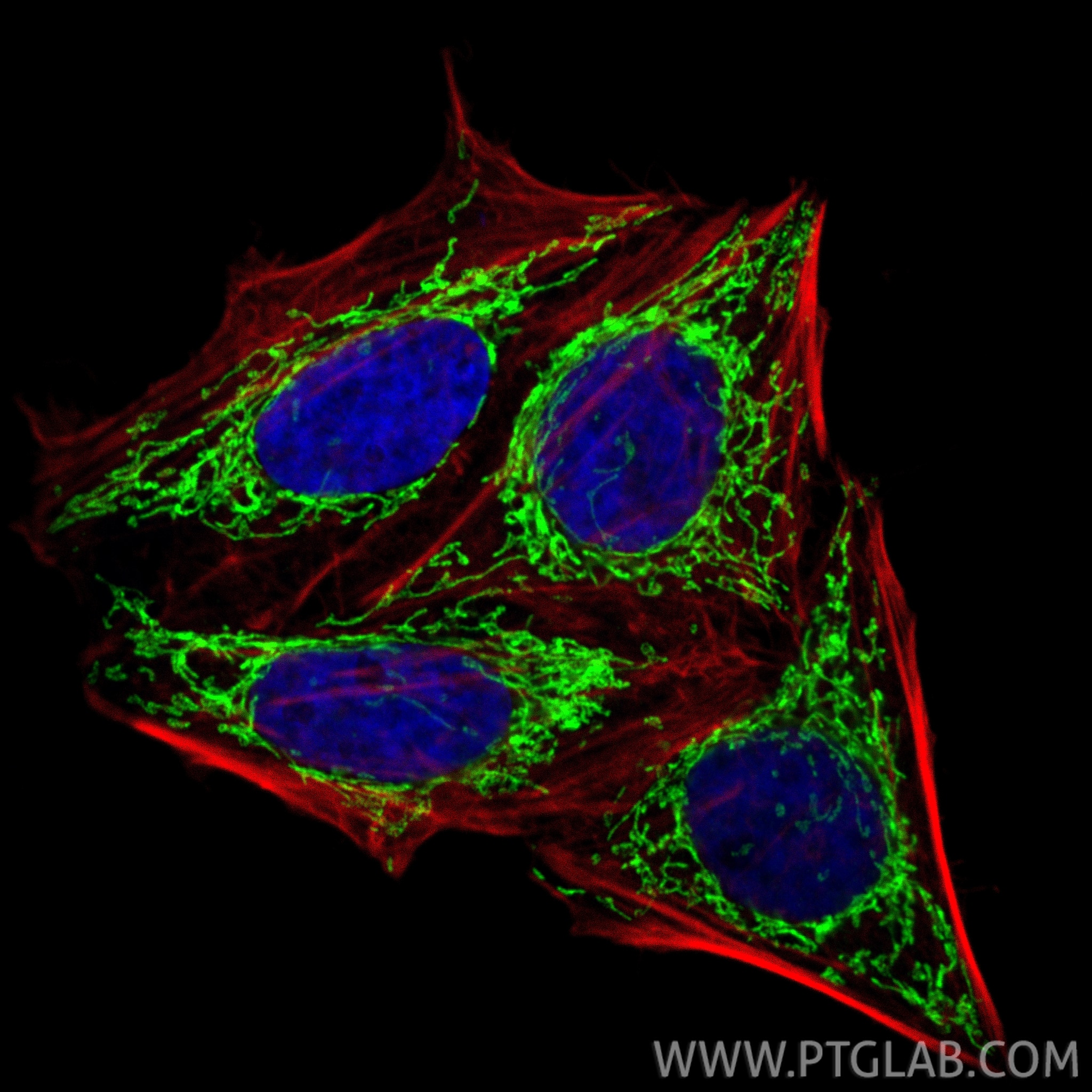 Immunofluorescence (IF) / fluorescent staining of HepG2 cells using PYCR1 Polyclonal antibody (13108-1-AP)