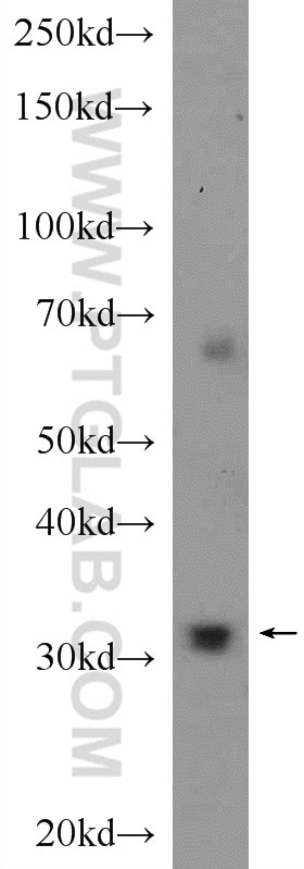 Western Blot (WB) analysis of mouse embryo tissue using PYCR1 Polyclonal antibody (13108-1-AP)