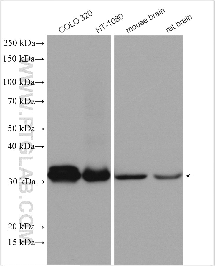 Western Blot (WB) analysis of various lysates using PYCR1 Polyclonal antibody (13108-1-AP)
