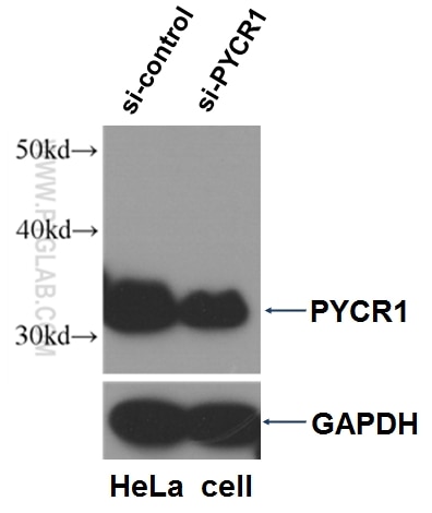 Western Blot (WB) analysis of HeLa cells using PYCR1 Polyclonal antibody (13108-1-AP)