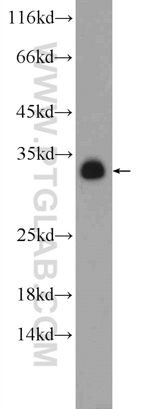 Western Blot (WB) analysis of NIH/3T3 cells using PYCR1 Polyclonal antibody (13108-1-AP)