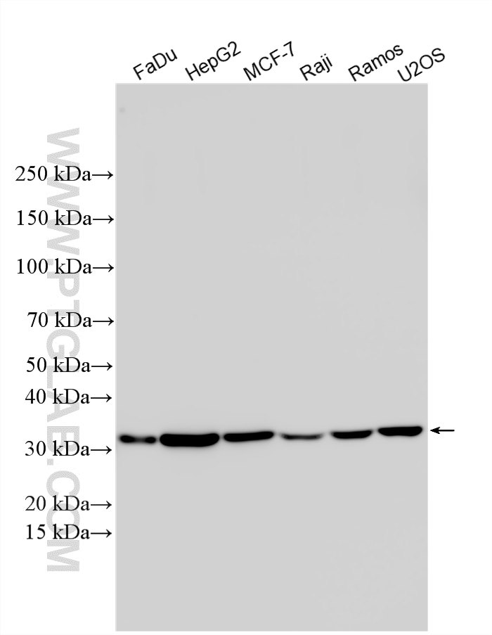 Various lysates were subjected to SDS PAGE followed by western blot with 20962-1-AP (PYCR1-specific antibody) at dilution of 1:1000 incubated at room temperature for 1.5 hours. Western Blot (WB) analysis of various lysates using PYCR1-specific Polyclonal antibody (20962-1-AP)