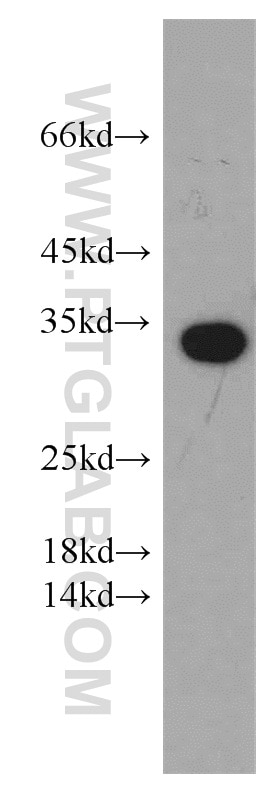 Western Blot (WB) analysis of Raji cells using PYCR1-specific Polyclonal antibody (20962-1-AP)