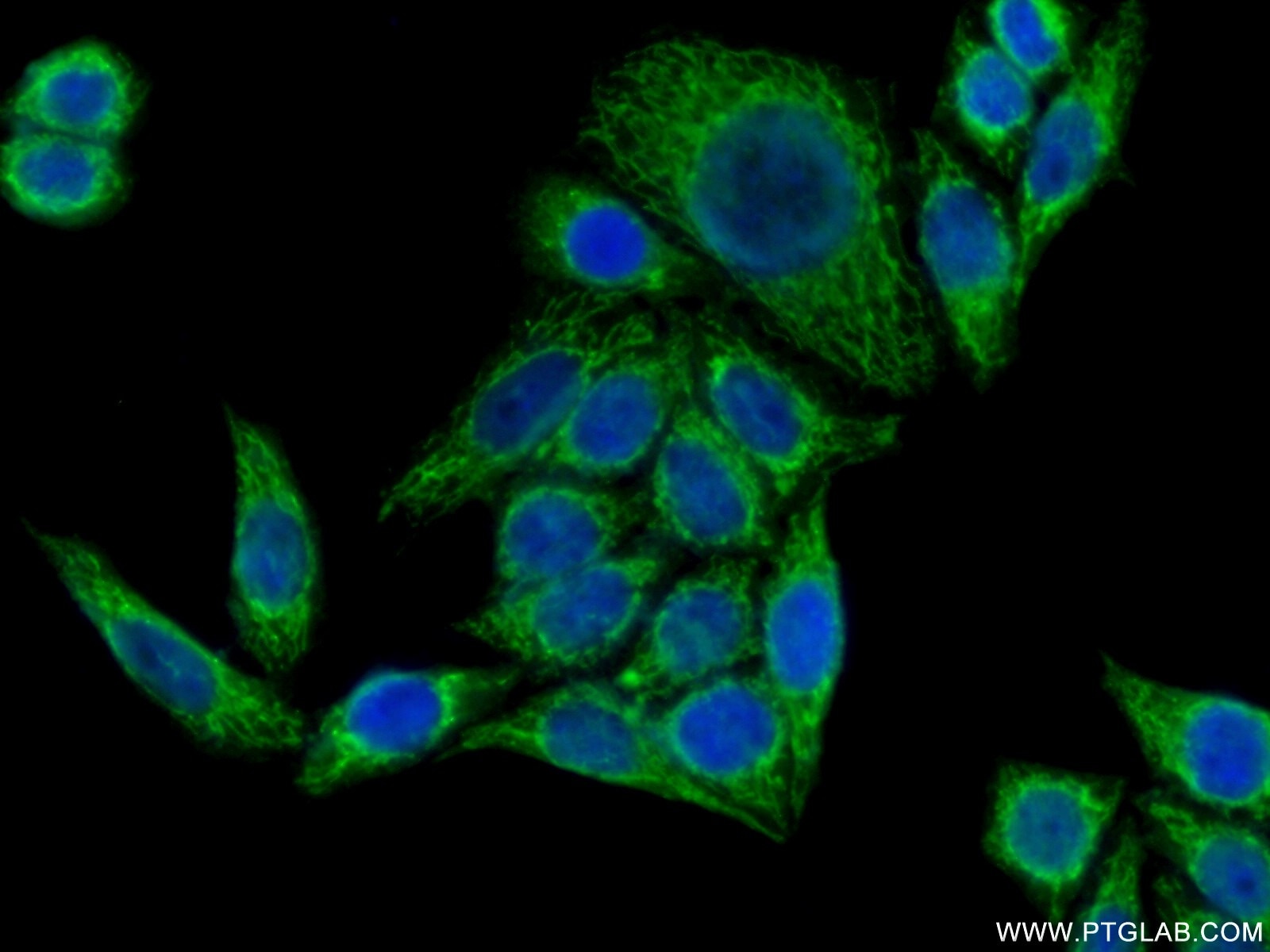 Immunofluorescence (IF) / fluorescent staining of HeLa cells using PYCR1 Polyclonal antibody (22150-1-AP)