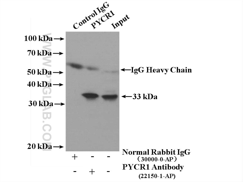 Immunoprecipitation (IP) experiment of HeLa cells using PYCR1 Polyclonal antibody (22150-1-AP)