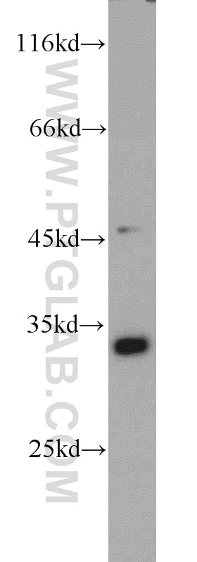 Western Blot (WB) analysis of HeLa cells using PYCR1 Polyclonal antibody (22150-1-AP)