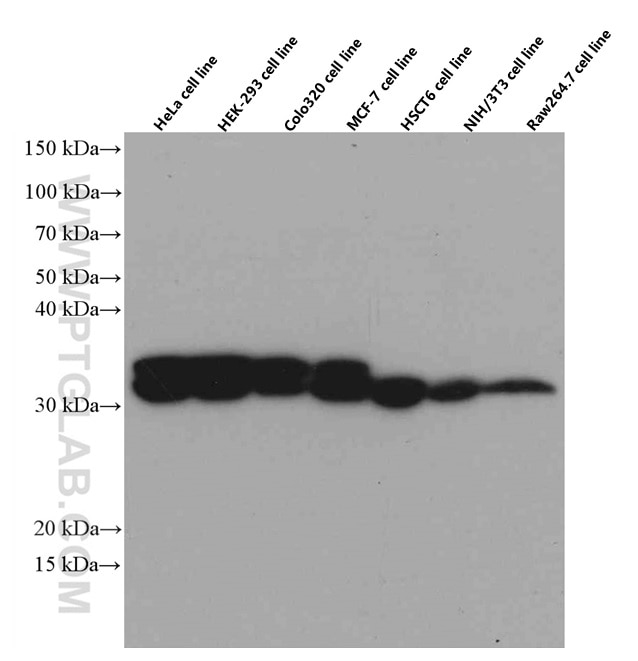 Western Blot (WB) analysis of various lysates using PYCR1 Monoclonal antibody (66510-1-Ig)
