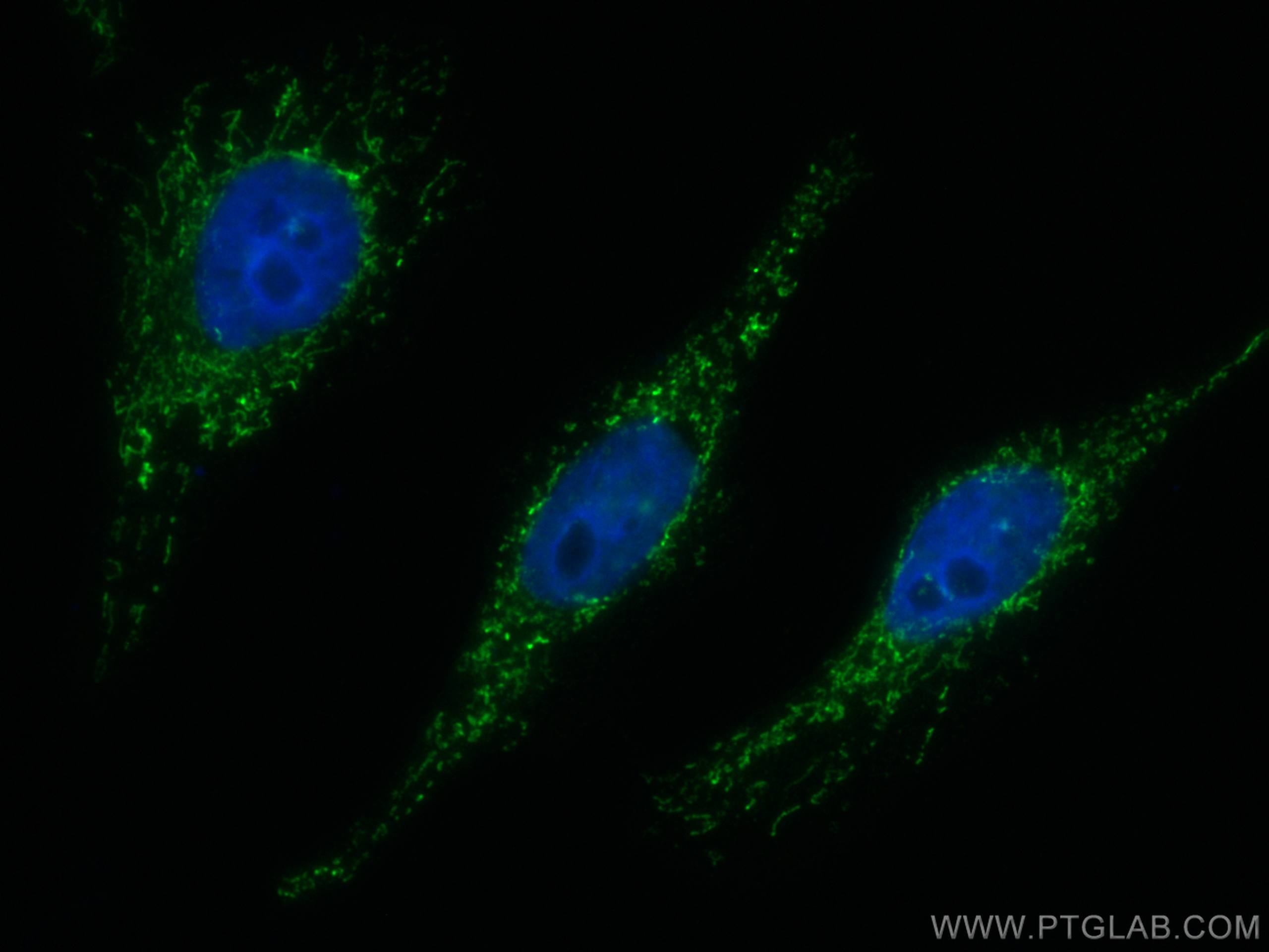 IF Staining of HepG2 using CL488-13108